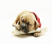 honden foto van handelcom hoogeveen