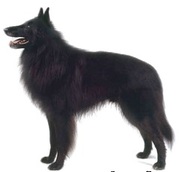 honden foto honden foto van Moja