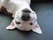 honden foto van Sylvia