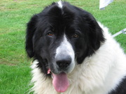 honden foto van Thera Seijkens