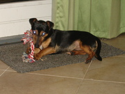 honden foto van danuta schreuder