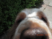 honden foto van Scarlett