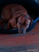 honden foto van s van velzen 