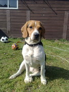 honden foto van Lizette