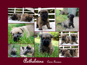 honden foto van Wina 