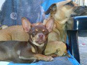 honden foto van Monica