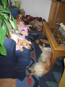 honden foto van Jenny Tonge