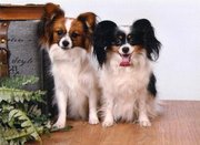 honden foto van Marlon, Lady en Nica 