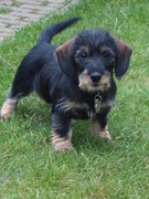 honden foto honden foto van YvonneR