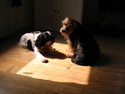 honden foto van Julie