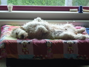 honden foto van Patoef