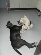 honden foto van mieke