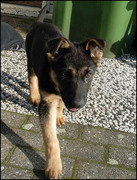 honden foto van Setsuna