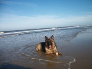 honden foto van Rolie van Norden