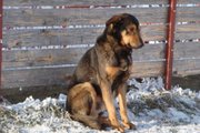 honden foto van herpi