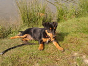 honden foto van mirjam en frits