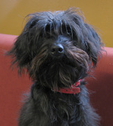 honden foto honden foto van Monique