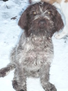 honden foto van Bart 