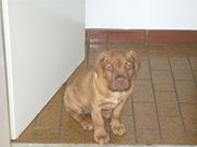 honden foto van sylvia