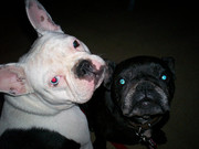 honden foto van jaenet van der laan