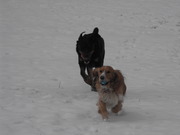 honden foto van Jonathan