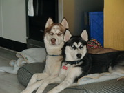 honden foto van Jack & Jones