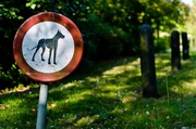 honden foto honden foto van lizzy