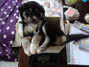 honden foto honden foto van Sjoerd = baasje van Storm