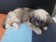 honden foto honden foto van Lien, <3 Simba & Phoebe <3