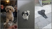 honden foto van Valery 