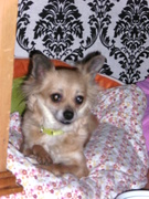 honden foto honden foto van debora