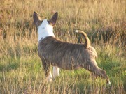 honden foto van Patricia