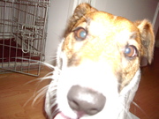 honden foto honden foto van Marije