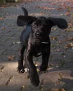 honden foto van Joske