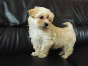 honden foto van Denny