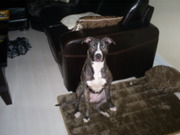 honden foto van Loredana Diva & Jaydee