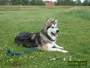 honden foto van Constance