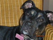 honden foto van sylvia