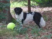 honden foto van Lia Jaspers