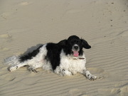 honden foto van Bijke