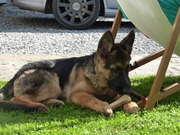 honden foto van Corrie