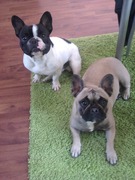 honden foto van anissa