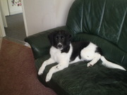 honden foto van jolanda