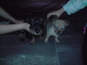 honden foto van cynthia