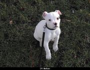 honden foto van billybully