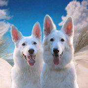 honden foto honden foto van Kwinsy