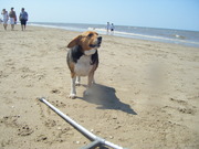 honden foto van Robin en Famke