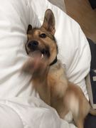 honden foto honden foto van marieke