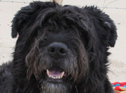 honden foto honden foto van Jolanda