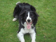 honden foto van Onno Truschel